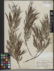 Foto von Salix viminalis L.